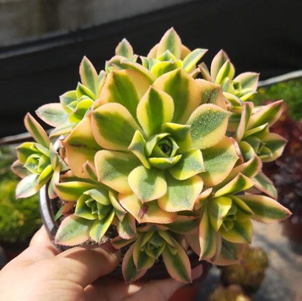 星爆蓮花掌屬 Starburst (Aeonium) (直徑4-6cm)：圖片 2