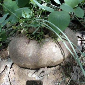 金線吊烏龜 Stephania cepharantha hayata