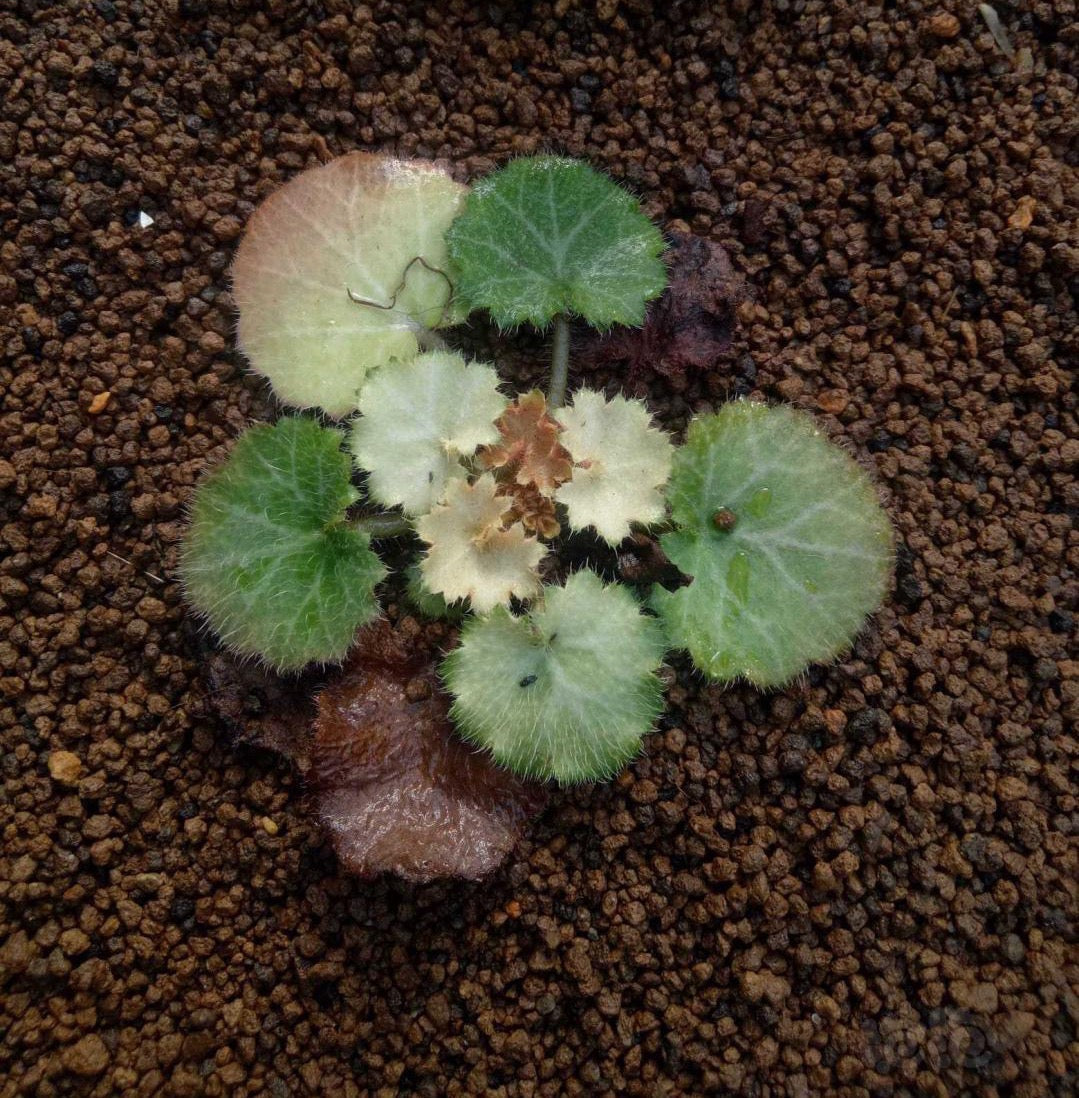 虎耳草 Strawberry Begonia 'Tricolor' (Saxifraga stolonifera var.)：圖片 2