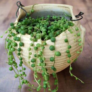 佛珠, 珍珠吊蘭 String of Pearls (Senecio rowleyanus)