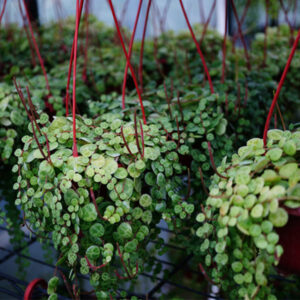 海龜串椒草 String of Turtle (Peperomia prostrata)