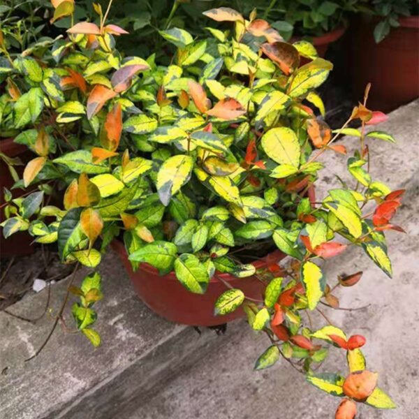 絡石 Summer Sunset Jasmine (Trachelospermum asiaticum)：圖片 2