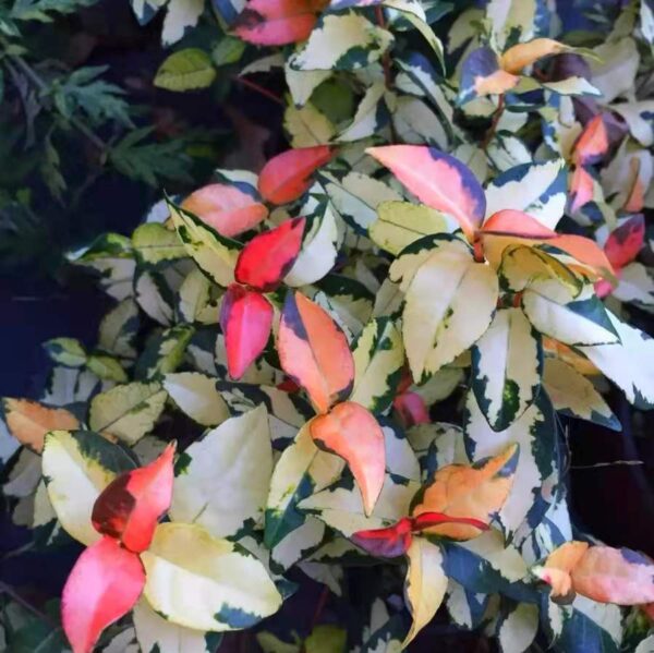 絡石 Summer Sunset Jasmine (Trachelospermum asiaticum)：圖片 3