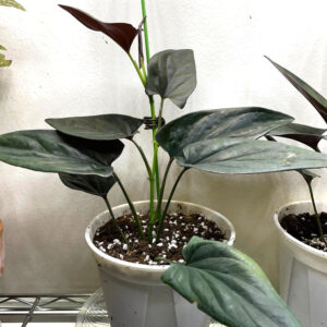 銅葉合果芋 Syngonium erythrophyllum