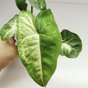 熊貓合果芋 Syngonium 'Panda'