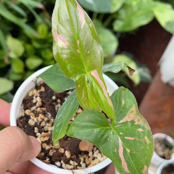 粉色合果芋 Syngonium Pink Splash：圖片 2