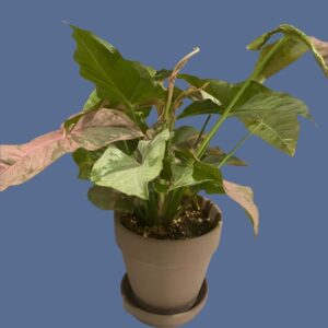 粉色合果芋 Syngonium Pink Splash