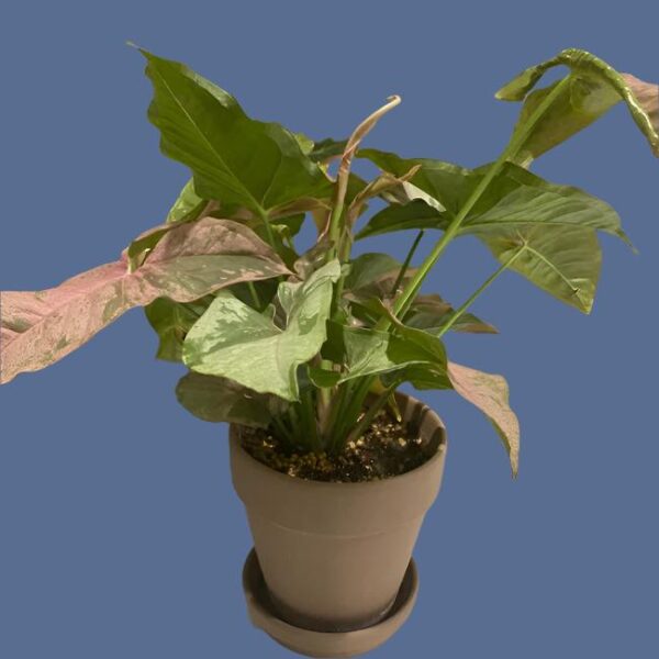 粉色合果芋 Syngonium Pink Splash