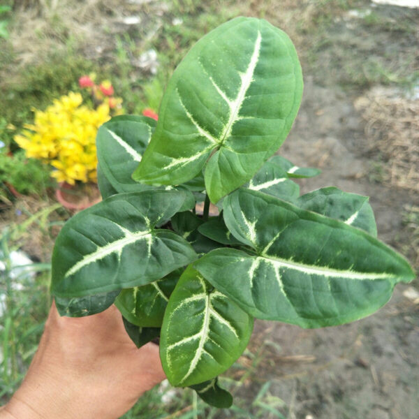 絨葉合果芋   Syngonium wendlandii：圖片 2