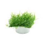 火焰莫斯Taxiphyllum sp. "flame" 