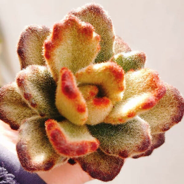 月兔耳/褐斑伽藍/泰迪熊 Teddy Bear (Kalanchoe tomentosa) (直徑3-4cm)