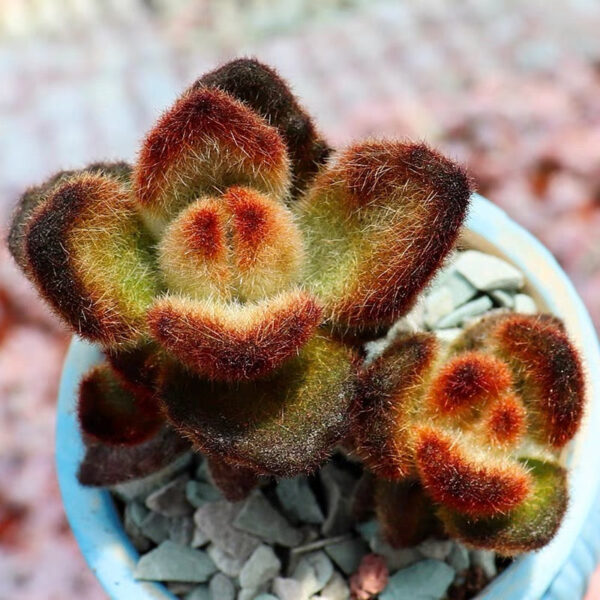 月兔耳/褐斑伽藍/泰迪熊 Teddy Bear (Kalanchoe tomentosa) (直徑3-4cm)：圖片 3