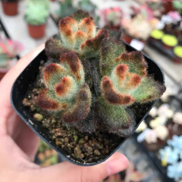 月兔耳/褐斑伽藍/泰迪熊 Teddy Bear (Kalanchoe tomentosa) (直徑3-4cm)：圖片 2