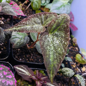 銀河秋海棠 Begonia variabilis (The upgraded version)