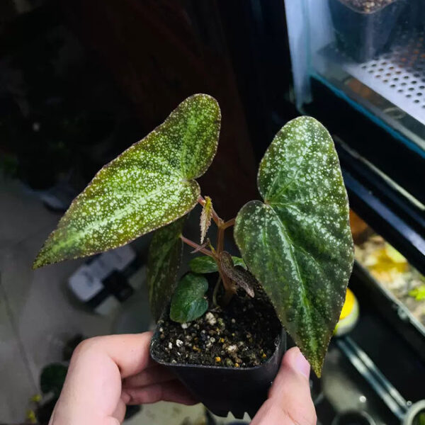 銀河秋海棠 Begonia variabilis (The upgraded version)：圖片 2