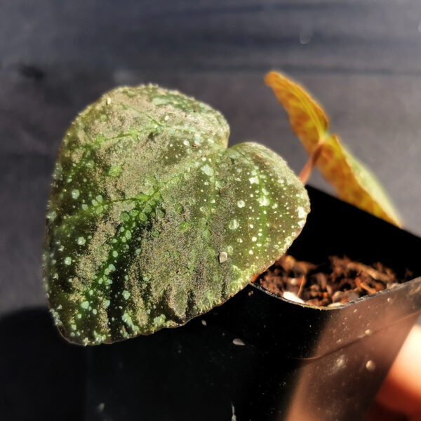 銀河秋海棠 Begonia variabilis (The upgraded version)：圖片 4