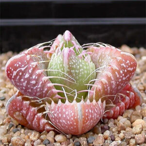虎顎,荒波,四海波 Tiger's Jaw (Faucaria Tigrina)