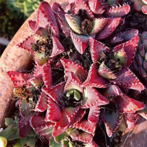 虎顎 Tiger's Jaw (Faucaria Tigrina)