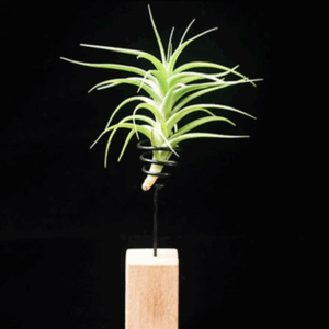 貝吉蘭魁 Tillandsia Bergeri