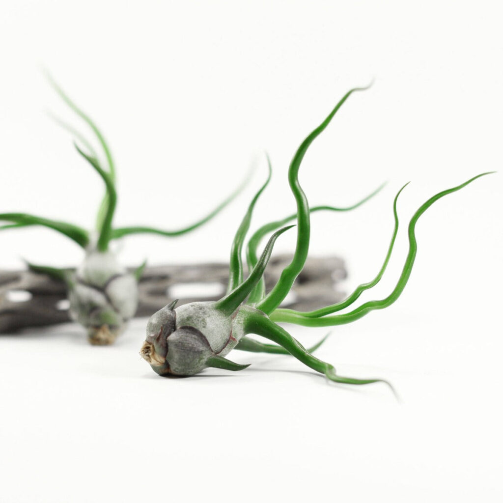 泡狀鐵蘭, 泡狀空鳳 Tillandsia bulbosa