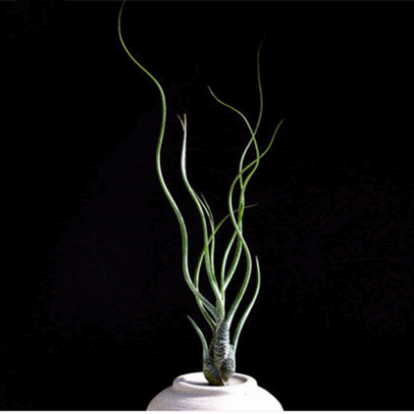 虎斑空鳳 Tillandsia butzii