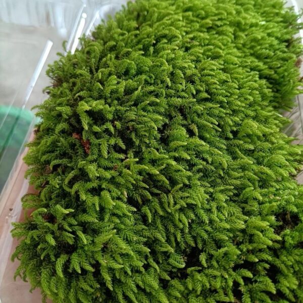 小葉疣燈蘚 Trachycystis microphylla：圖片 2