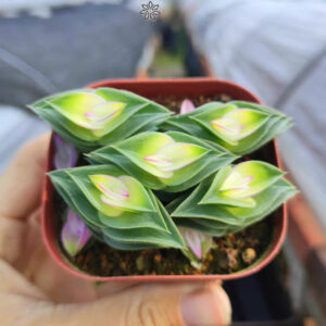 重扇 Window's tears (Tradescantia navicularis) (直徑2-4cm)