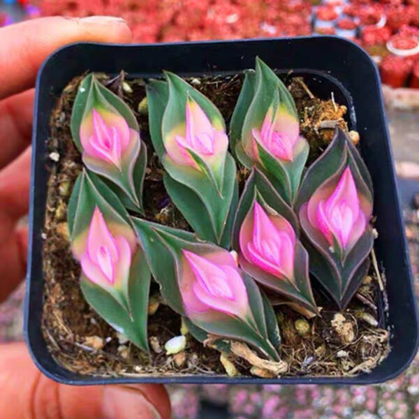 重扇 Window's tears (Tradescantia navicularis) (直徑2-4cm)：圖片 3