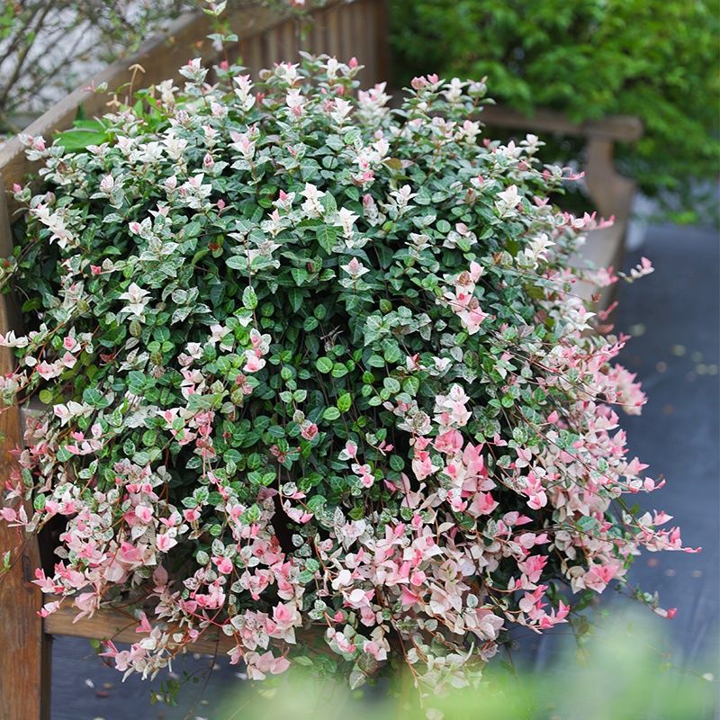 花葉絡石 Tricolor Jasmine (Trachelospermum tricolor):圖片 3