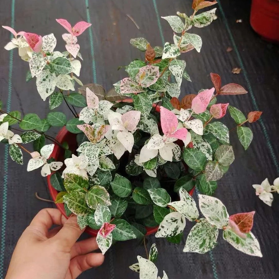 花葉絡石 Tricolor Jasmine (Trachelospermum tricolor):圖片 2