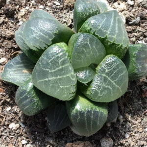 玉露 Tsukikage (Haworthia cooperi)