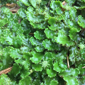 地錢 Umbrella Liverwort (Marchantia polymorpha)