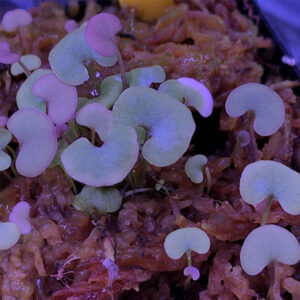 腎葉狸藻 Utricularia Reniformis