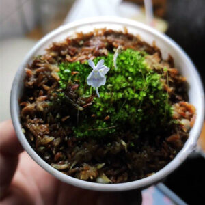 小白兔狸藻 Sanderson's Bladderwort (Utricularia sandersonii)