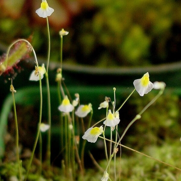 双鳞片狸藻 Utricularia bisquamata (Bladderwort)