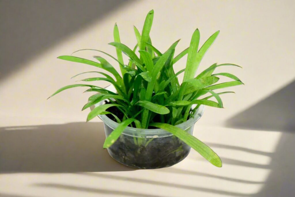 小水蘭 Vallisneria spiralis