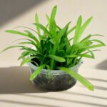 小水蘭 Vallisneria spiralis