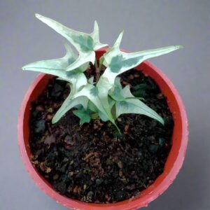 常春藤 Variegated needlepoint Ivy (Hedera helix)