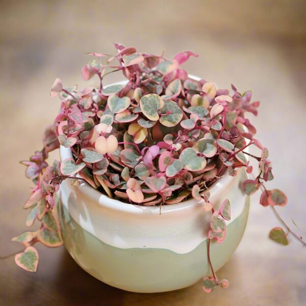 愛之蔓錦 String of Hearts (Ceropegia woodii var.)