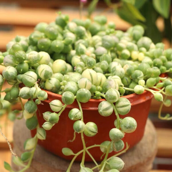 錦葉佛珠 variegated string of pearls (Senecio rowleyanus var.)