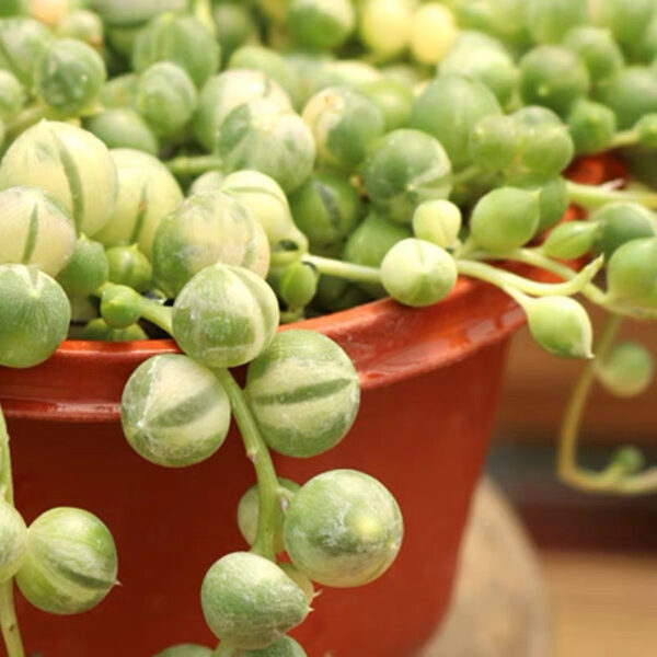 錦葉佛珠 variegated string of pearls (Senecio rowleyanus var.)：圖片 2