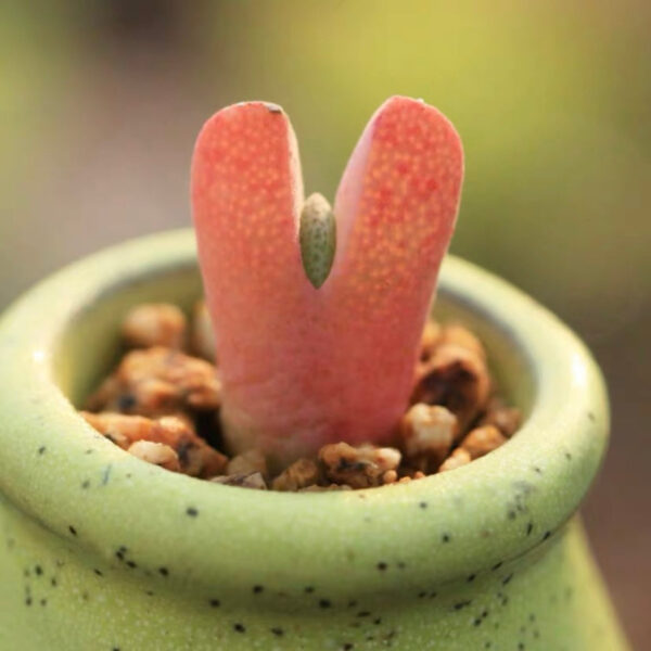 麗玉 Victory Plant (Cheiridopsis vanzylii)