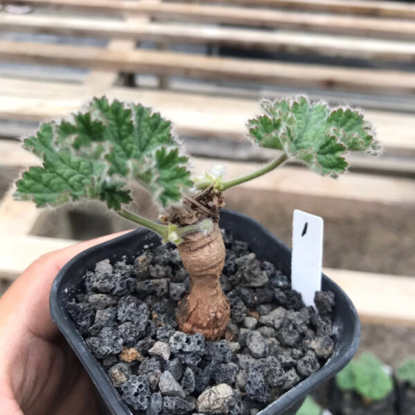 羅伯塔洋葵 Vine-leaved pelargonium (Pelargonium lobatum)：圖片 3