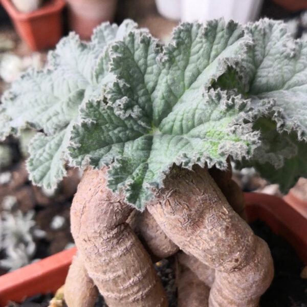 羅伯塔洋葵 Vine-leaved pelargonium (Pelargonium lobatum)：圖片 4