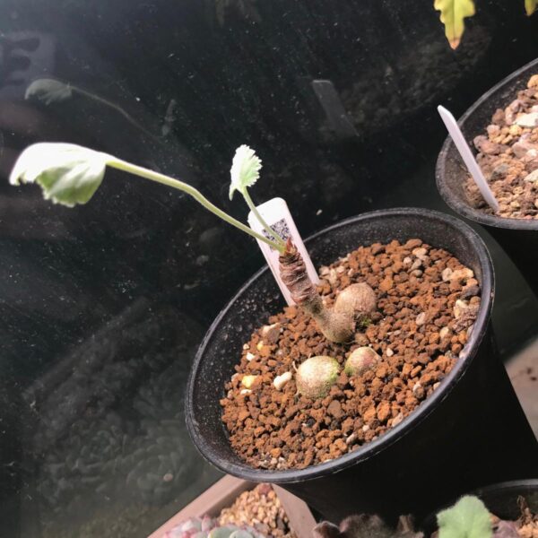 羅伯塔洋葵 Vine-leaved pelargonium (Pelargonium lobatum)：圖片 5