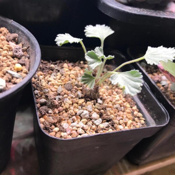 羅伯塔洋葵 Vine-leaved pelargonium (Pelargonium lobatum)：圖片 2