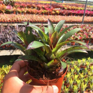 五彩鳳梨屬 Vriesea Cocotanesil (Bromeliad Neoregelia)