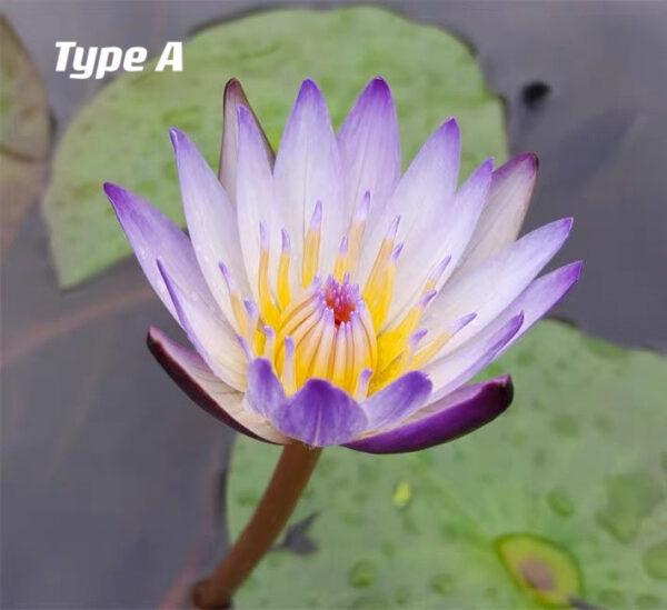 蓮花 Waterlily (Nymphaea tetragona)：圖片 3