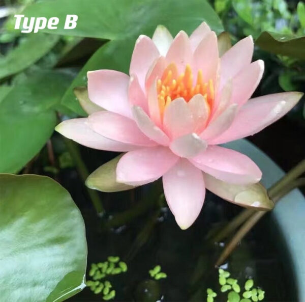 蓮花 Waterlily (Nymphaea tetragona)：圖片 2