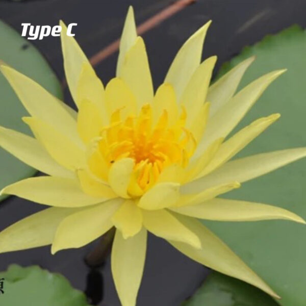 蓮花 Waterlily (Nymphaea tetragona)：圖片 4
